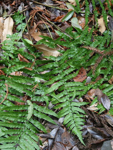 Dryopteris x hakonecola