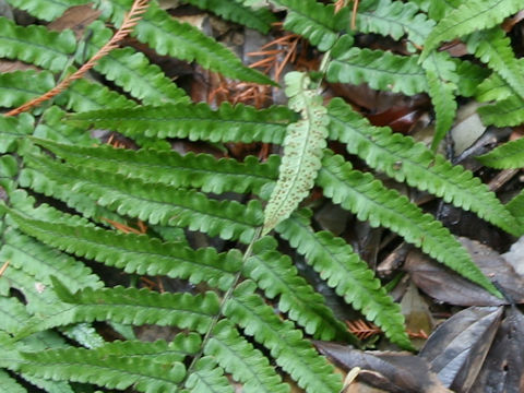 Dryopteris x hakonecola