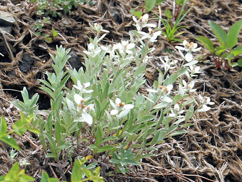 Leontopodium japonicum f. happoense