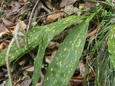 Aspidistra elatior