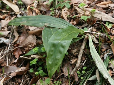 Aspidistra elatior