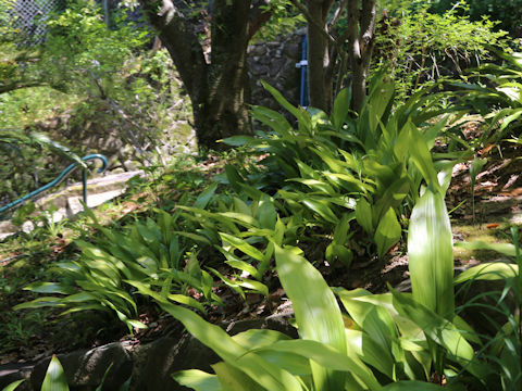 Aspidistra elatior