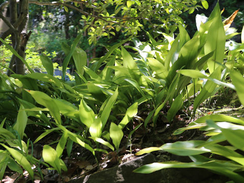 Aspidistra elatior