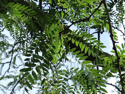 Robinia pseudo-acacia