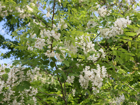 Robinia pseudo-acacia