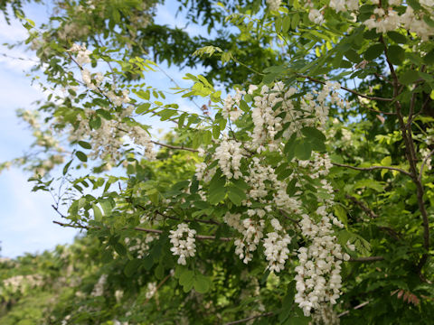 Robinia pseudo-acacia