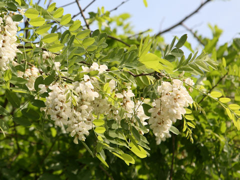 Robinia pseudo-acacia