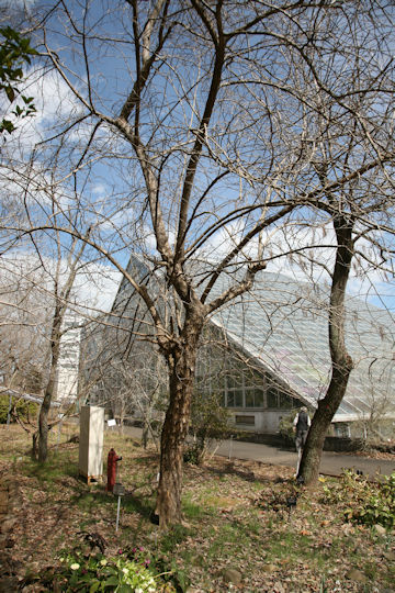 Maclura tricuspidata