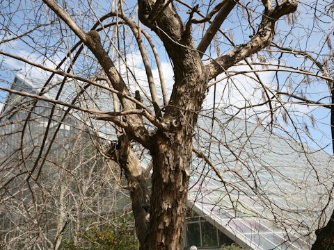 Maclura tricuspidata