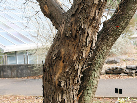 Maclura tricuspidata