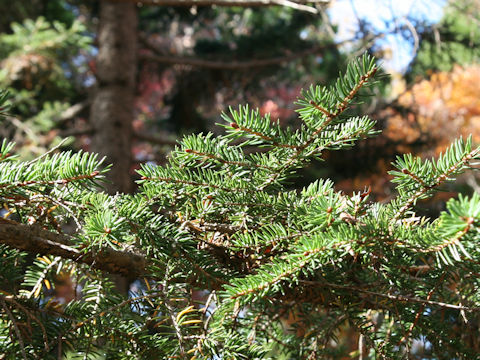 Picea polita