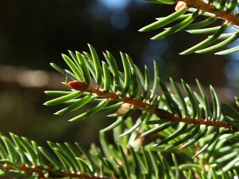 Picea polita