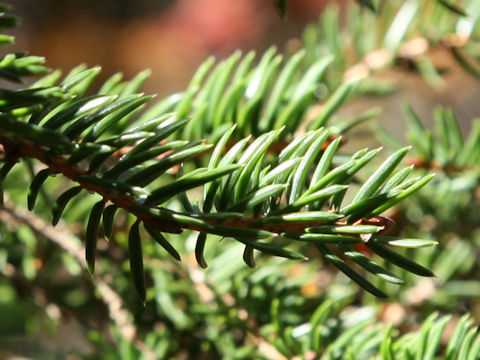 Picea polita