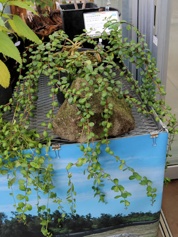 Maytenus diversifolia