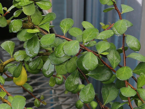 Maytenus diversifolia