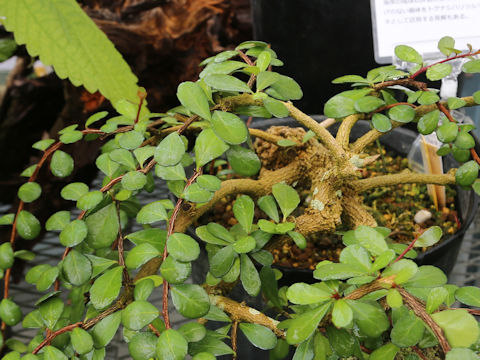 Maytenus diversifolia