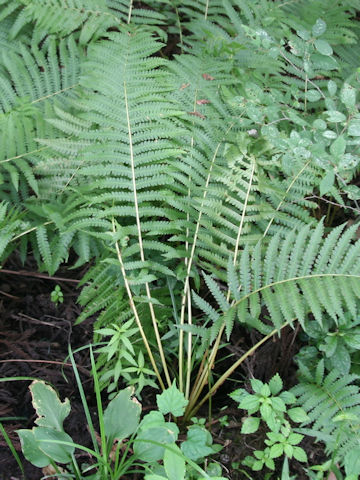 Thelypteris japonica