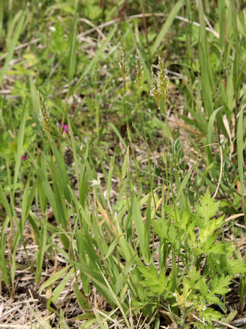 Anthoxanthum odoratum