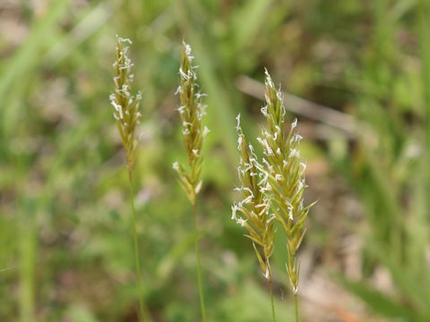 Anthoxanthum odoratum