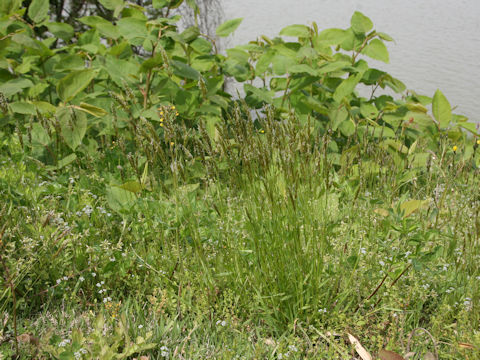 Anthoxanthum odoratum