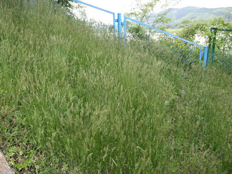 Anthoxanthum odoratum