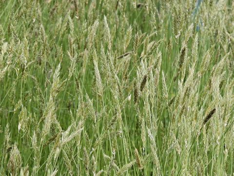 Anthoxanthum odoratum