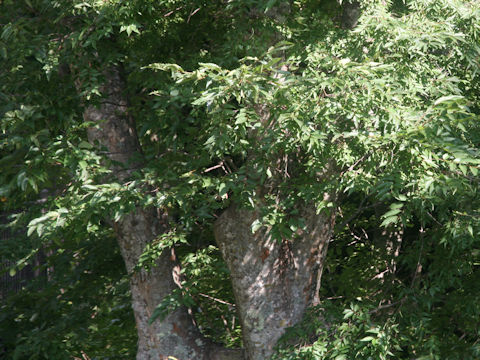 Ulmus davidiana var. japonica