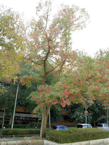 Ulmus davidiana var. japonica