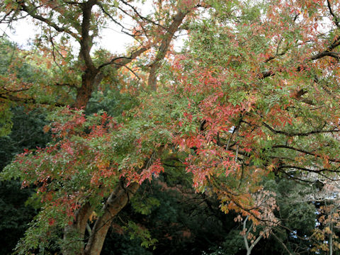 Ulmus davidiana var. japonica