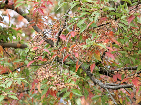 Ulmus davidiana var. japonica