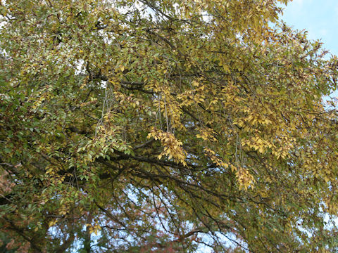 Ulmus davidiana var. japonica