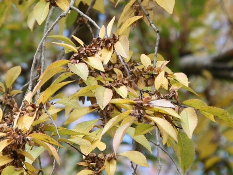 Ulmus davidiana var. japonica