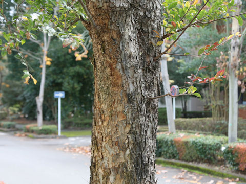 Ulmus davidiana var. japonica