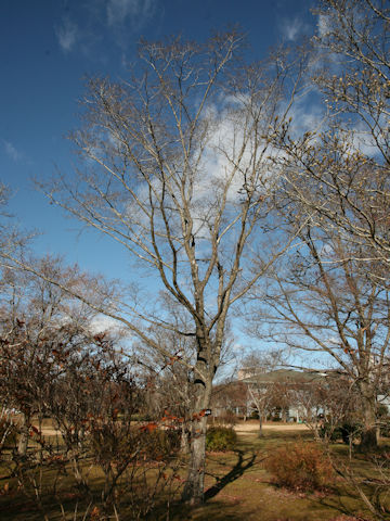 Ulmus davidiana var. japonica