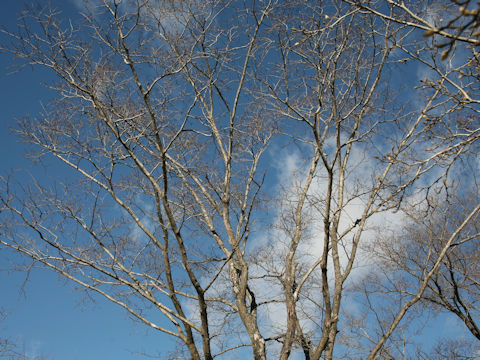 Ulmus davidiana var. japonica