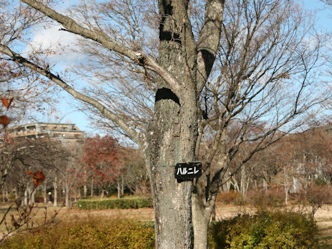 Ulmus davidiana var. japonica