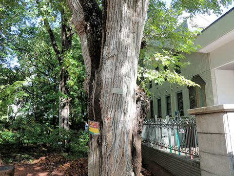 Ulmus davidiana var. japonica