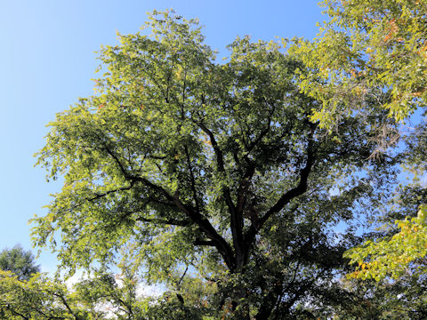 Ulmus davidiana var. japonica