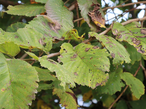 Ulmus davidiana var. japonica