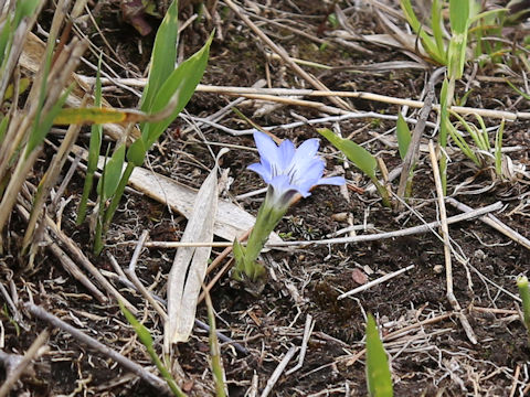 Gentiana thunbergii