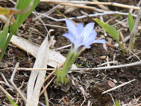 Gentiana thunbergii