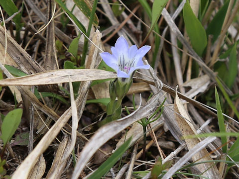 Gentiana thunbergii
