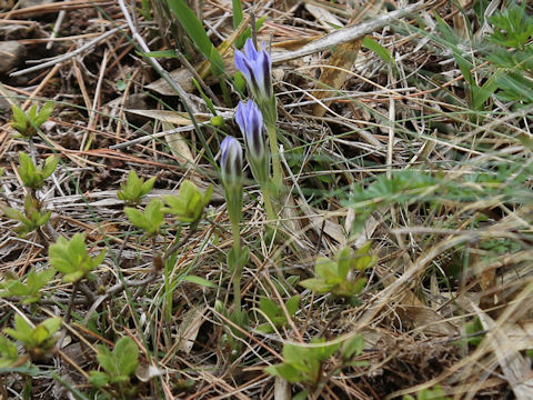 Gentiana thunbergii