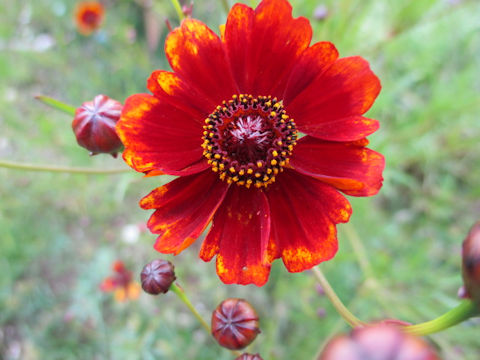 Coreopsis tinctoria cv. Dwarf Red Coreopsis Plains