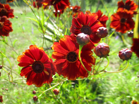 Coreopsis tinctoria cv. Dwarf Red Coreopsis Plains