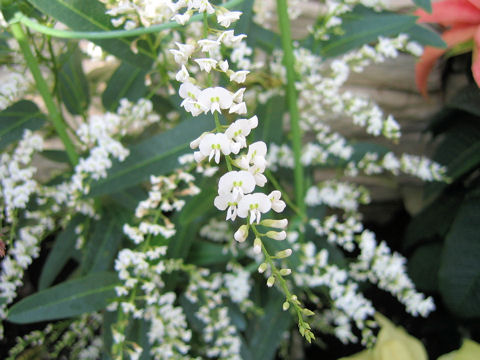 Hardenbergia violacea