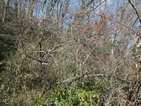 Corylus heterophylla var. thunbergii