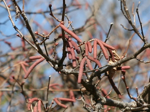 Corylus heterophylla var. thunbergii