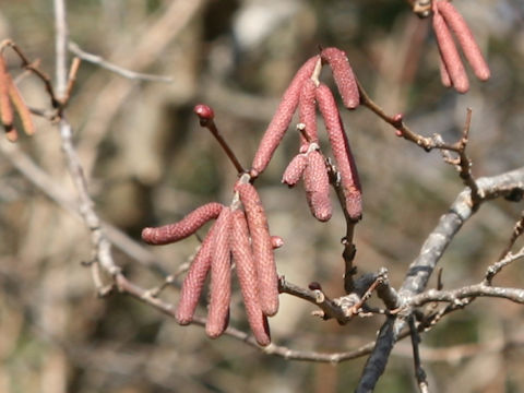 Corylus heterophylla var. thunbergii