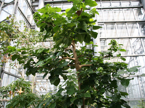 Hernandia nymphaeifolia